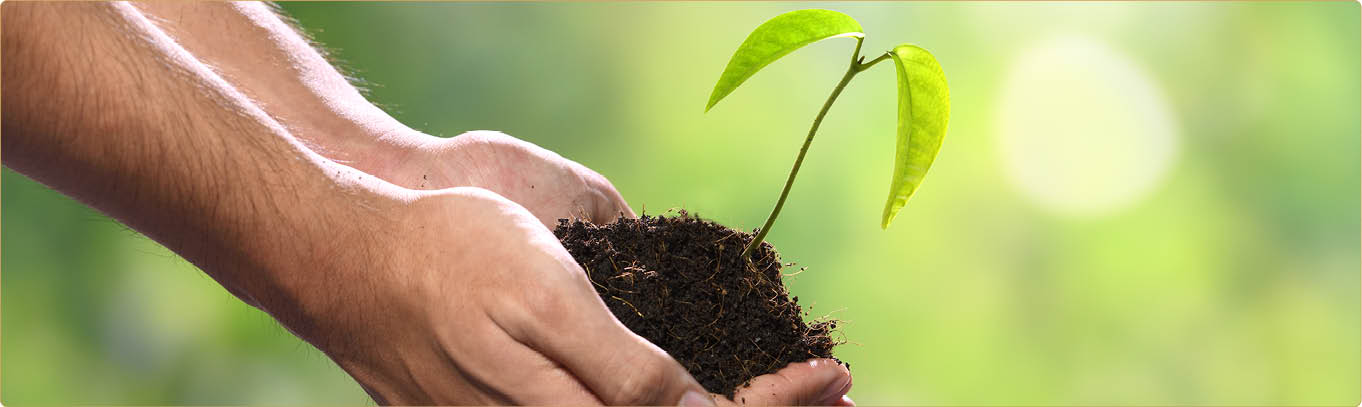 Two hands holding together a green young plant
